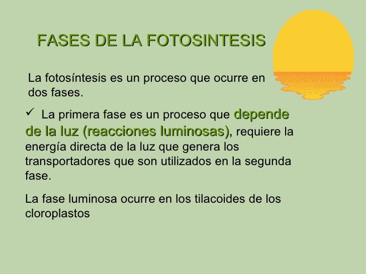 Descripcion del proceso de la fotosintesis 46 Descripcion del proceso de la fotosintesis 88